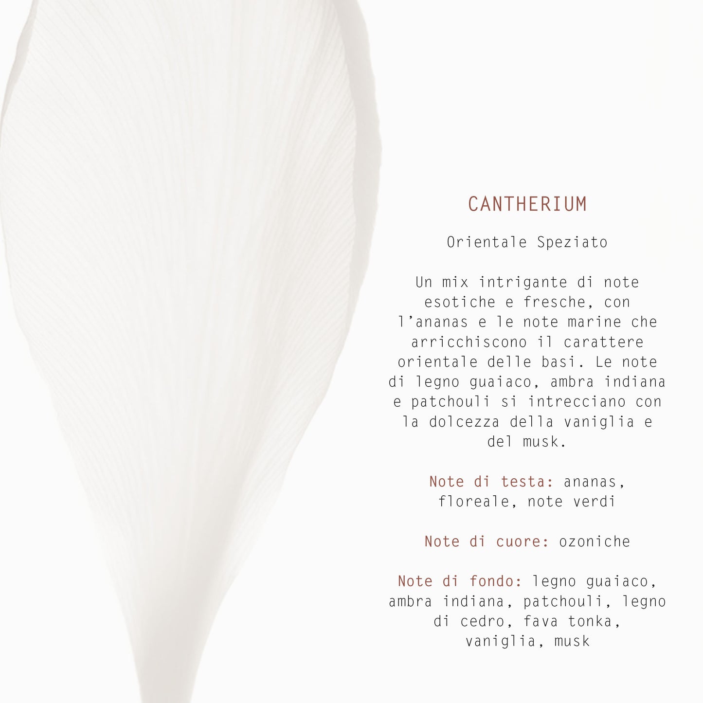 DIFFUSORE CON BASTONCINI 200 ml CANTHERIUM